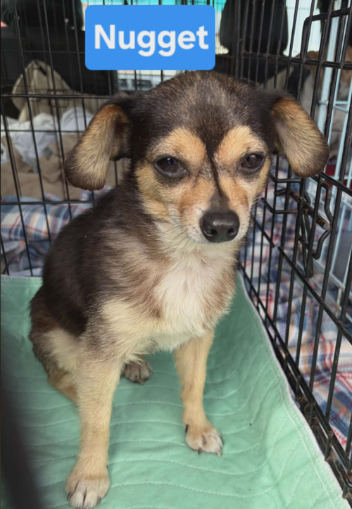Tiny Nugget in LA, an adoptable Chihuahua in Cranston, RI
