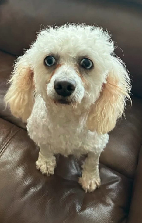 Gabriel in TX, an adoptable Poodle in Cranston, RI