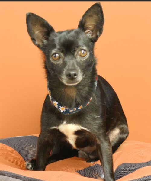 Basil in TX, an adoptable Chihuahua in Cranston, RI