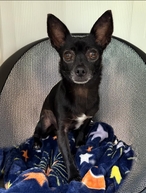 Basil in TX, an adoptable Chihuahua in Cranston, RI
