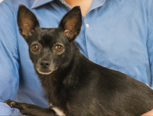 Basil in TX, an adoptable Chihuahua in Cranston, RI