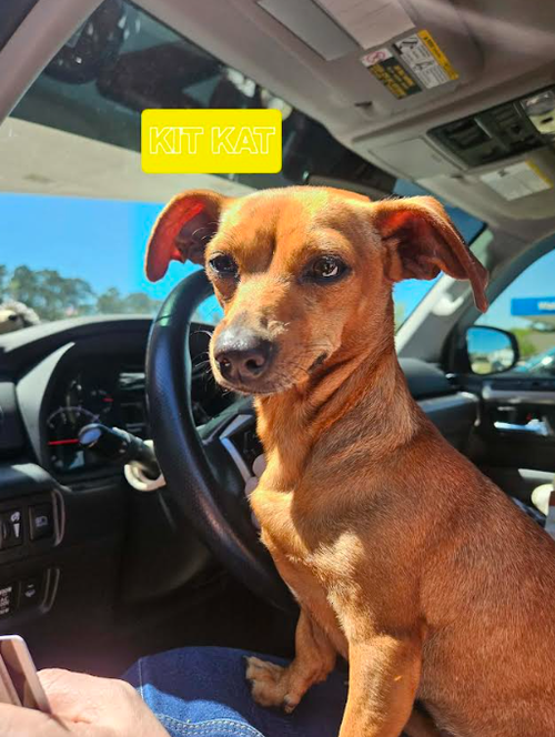 Kit Kat in LA, an adoptable Dachshund in Cranston, RI