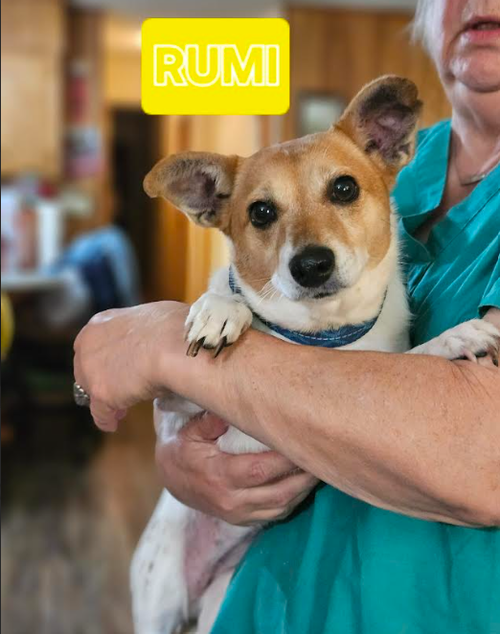Rumi in LA, an adoptable Chihuahua in Cranston, RI