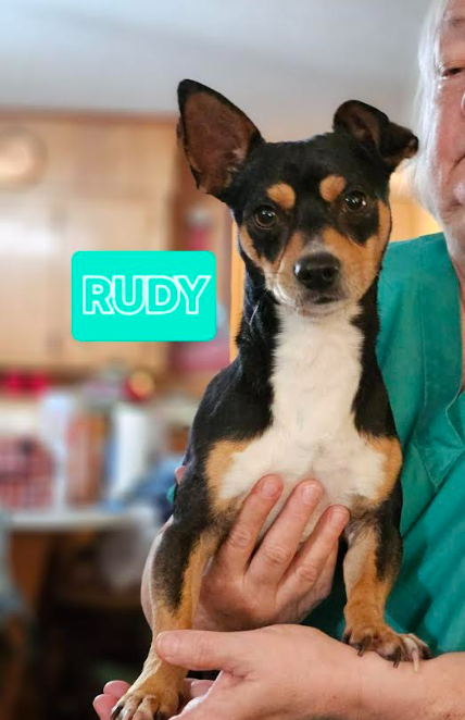 Rudy in LA, an adoptable Chihuahua in Cranston, RI