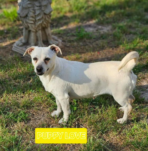 Puppy Love in LA, an adoptable Chihuahua in Cranston, RI