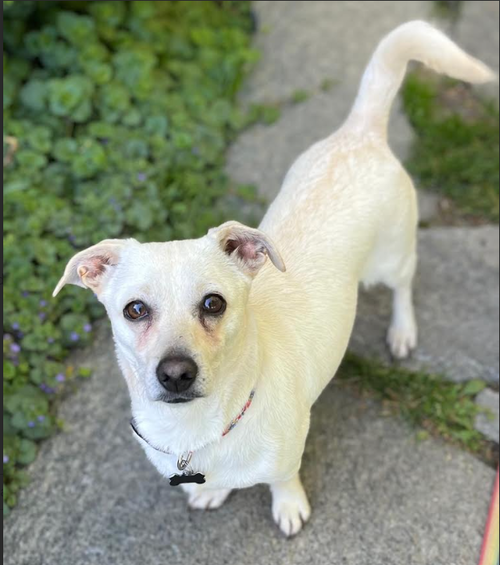 Puppy Love in RI, an adoptable Chihuahua in Cranston, RI