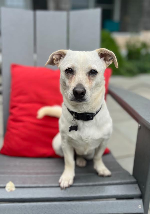 Puppy Love in RI, an adoptable Chihuahua in Cranston, RI