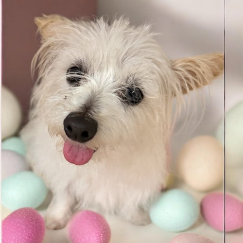 Natalie in TX, an adoptable Maltese in Cranston, RI