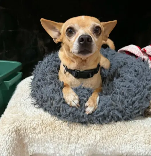 Simba In Tx - Chihuahua