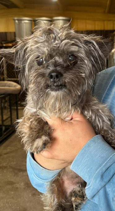 Talivar in TX, an adoptable Terrier in Cranston, RI