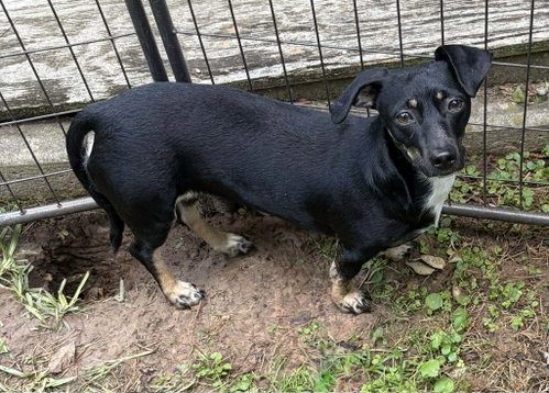 Luna B in LA, an adoptable Dachshund in Cranston, RI