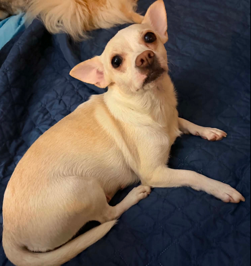 Evie in TX, an adoptable Chihuahua in Cranston, RI
