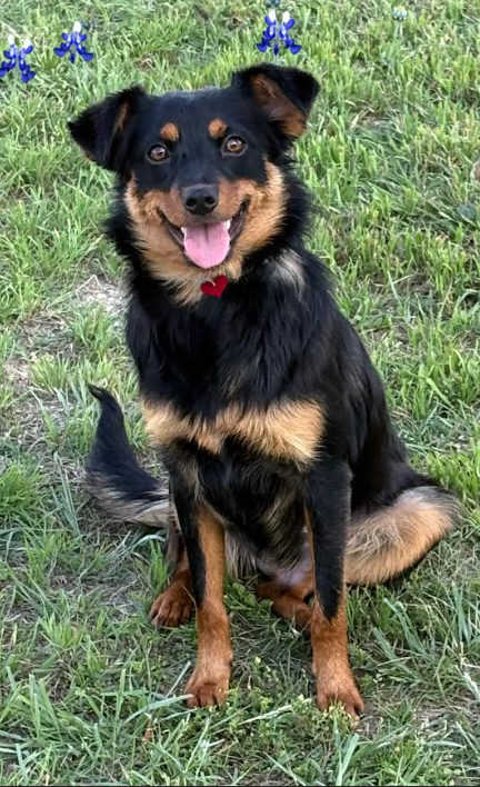 Fern in TX, an adoptable Spaniel in Cranston, RI