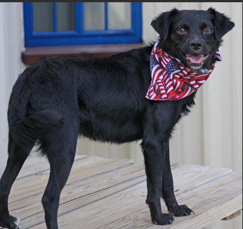 Farley in TX, an adoptable Spaniel in Cranston, RI