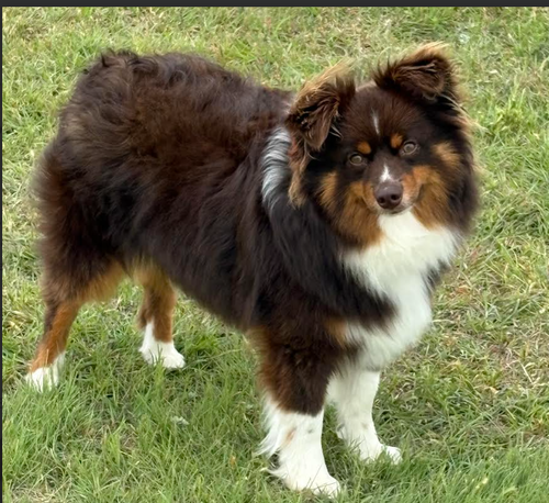 Kelsey in TX, an adoptable Australian Shepherd in Cranston, RI