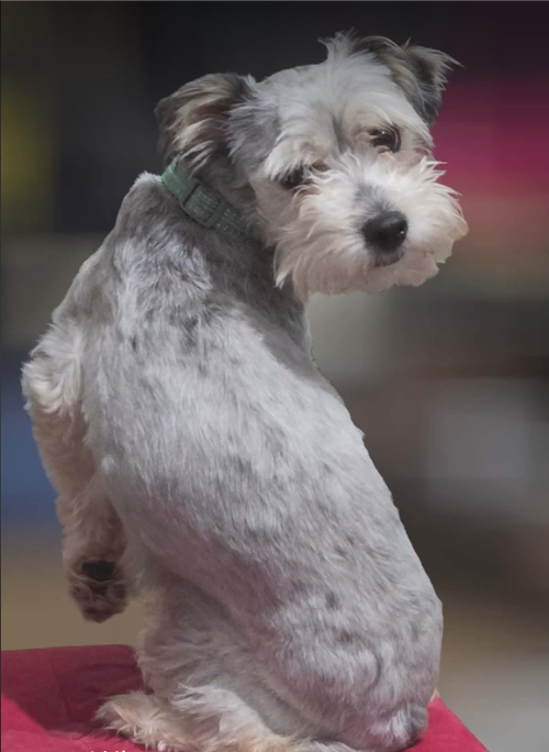 Whirl in TX, an adoptable Schnauzer in Cranston, RI