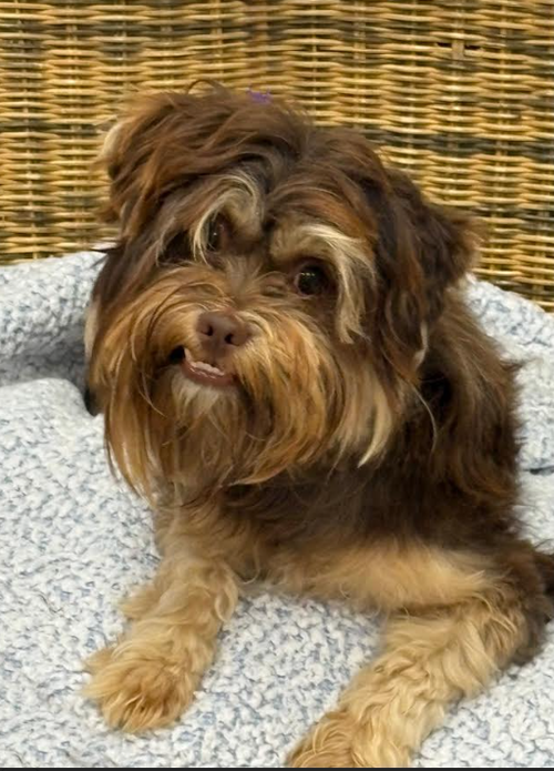 Bryce in TX, an adoptable Yorkshire Terrier Yorkie in Cranston, RI