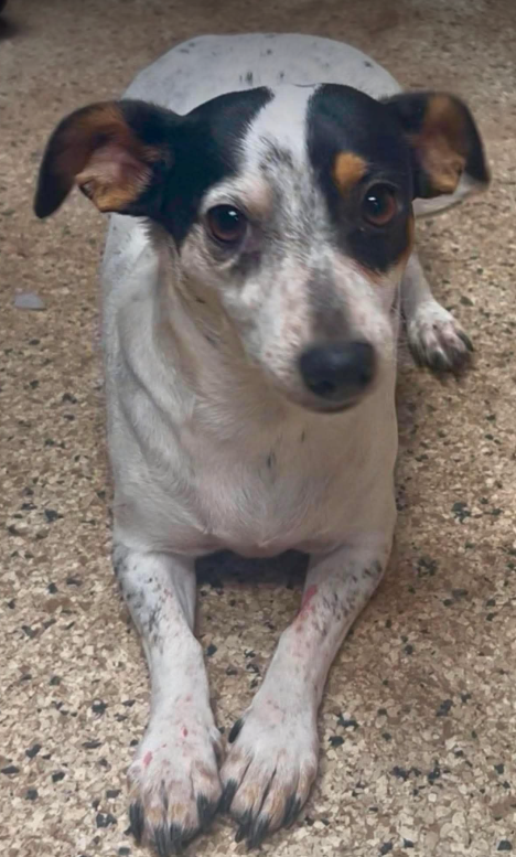 Daisy in TX