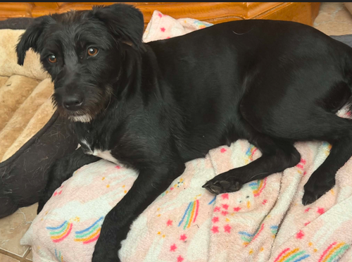 Lucielle in TX, an adoptable Terrier in Cranston, RI
