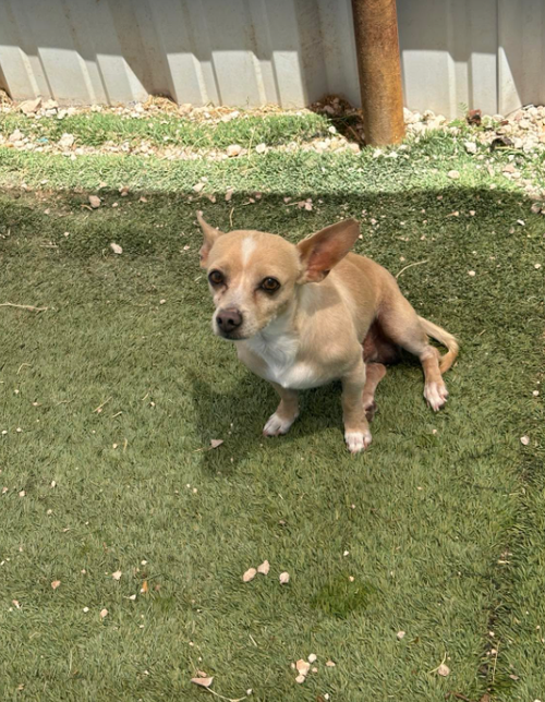 Tiny Tot in TX