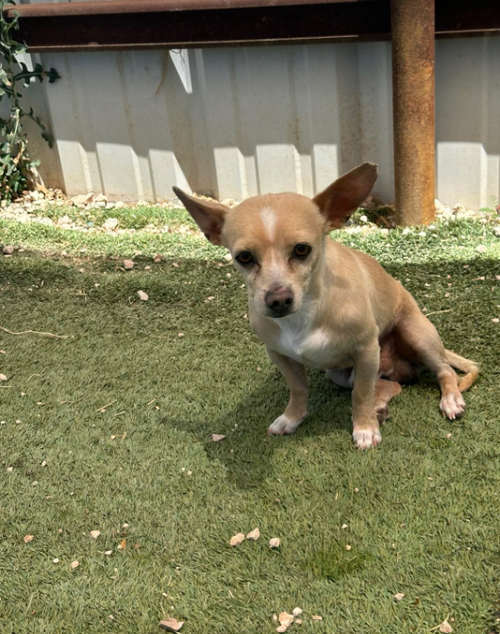 Tiny Tot in TX photo 2