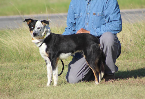 Paisley in TX, an adoptable Australian Shepherd in Cranston, RI