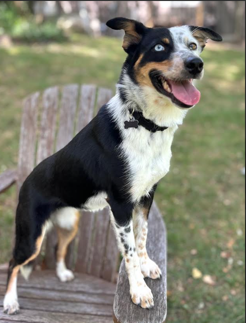 Paisley in RI