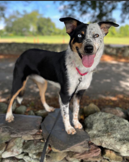 Paisley in RI, a dog for adoption from Small Dog Rescue of New England, Inc
