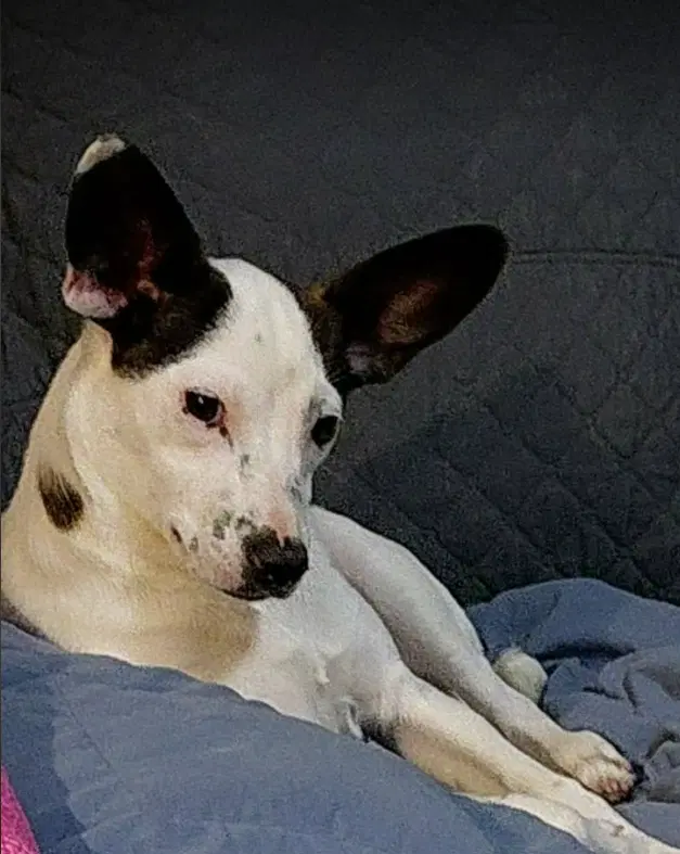 Glandis In Tx - Chihuahua
