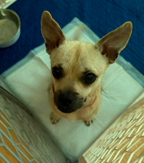 Chiki in TX