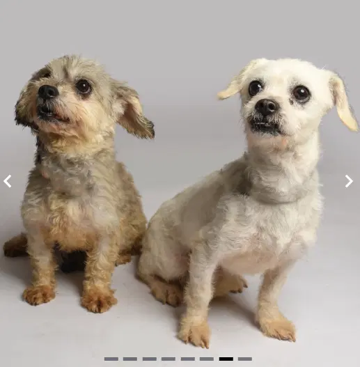 Mia And Coco In Tx image 2