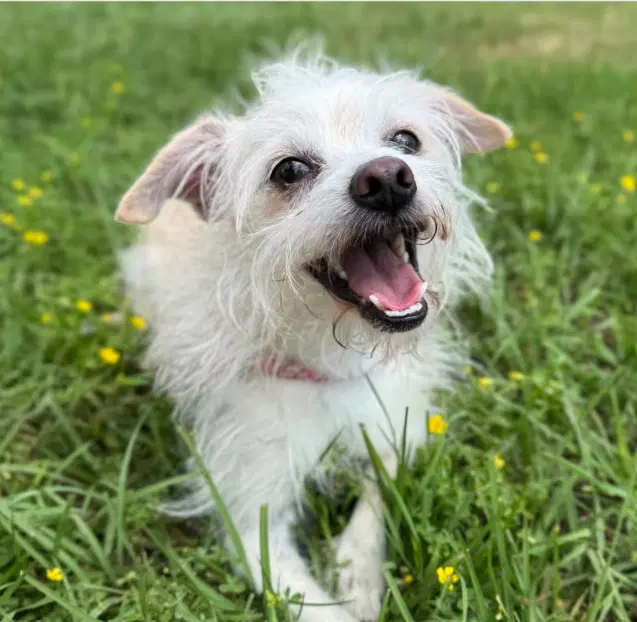Toulouse In Tx - Chihuahua