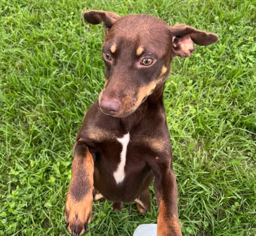 Wesson in TX photo 3
