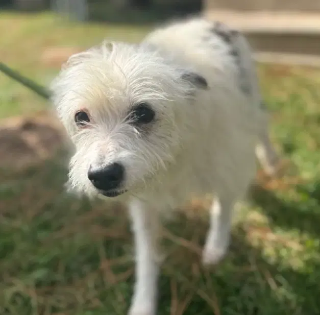 Flora Mae In Tx - Terrier