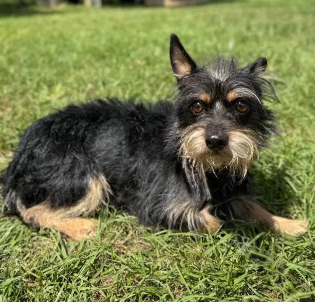 Berloiz In Tx - Yorkshire Terrier Yorkie