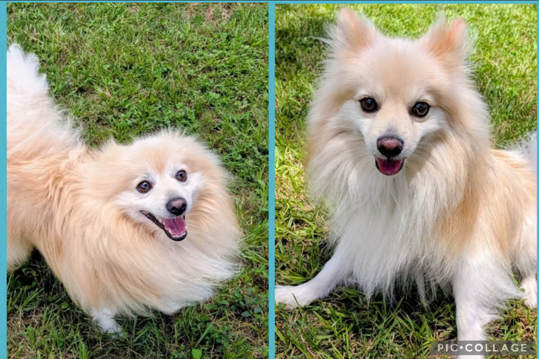 Chief Blaze and Chewy Spark in TX