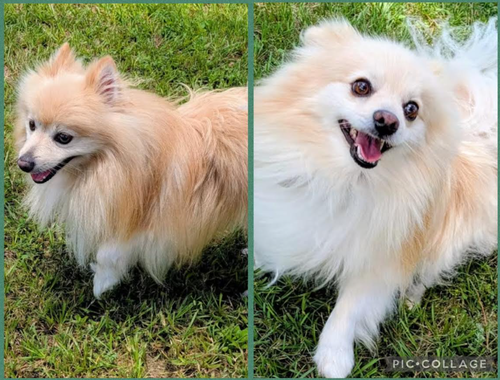 Chief Blaze and Chewy Spark in TX photo 2