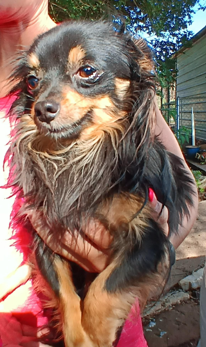 Taco in TX, an adoptable Chihuahua in Cranston, RI