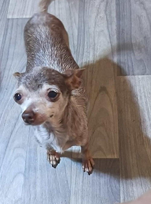 Cookie in TX