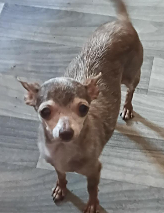 Cookie in TX