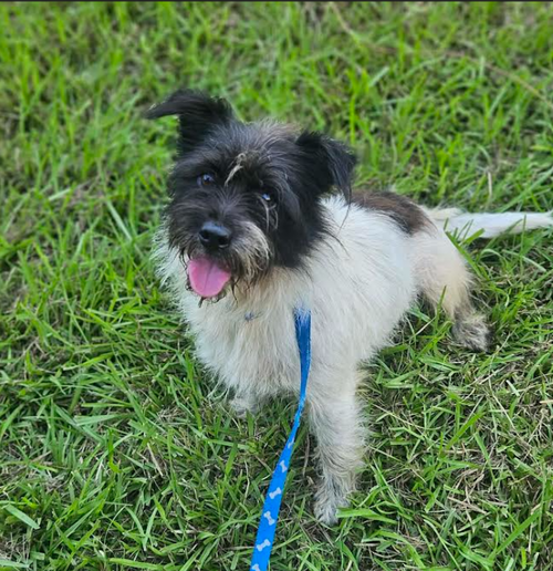 Cupcake in LA, an adoptable Terrier in Cranston, RI