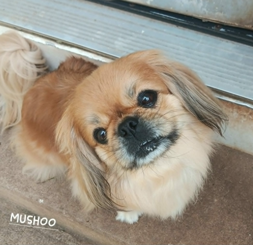Mushoo in LA, an adoptable Pekingese in Cranston, RI