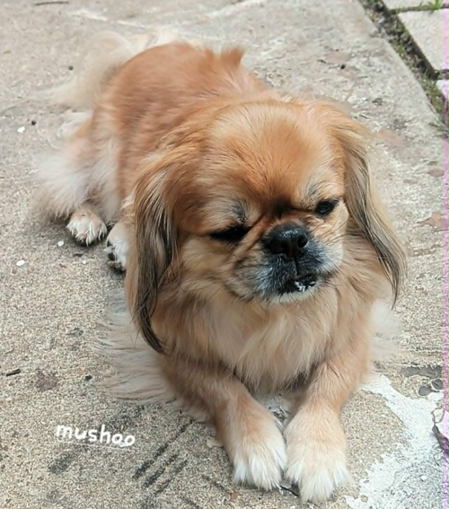 Mushoo In La photo 6