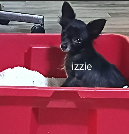 Izzie in TX, an adoptable Chihuahua in Cranston, RI