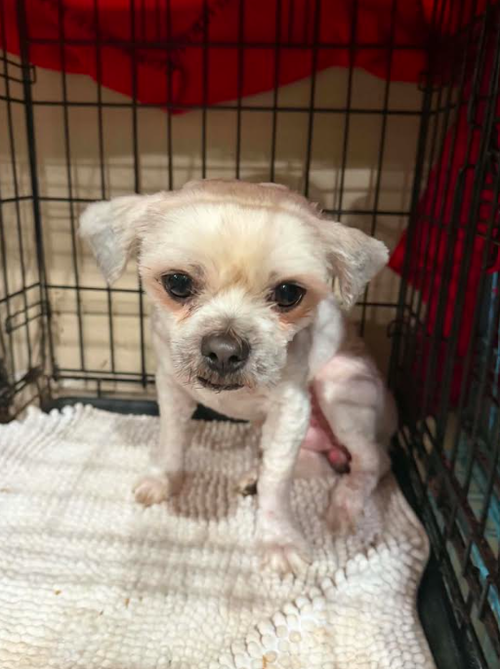 Winston in TX, an adoptable Shih Tzu in Cranston, RI