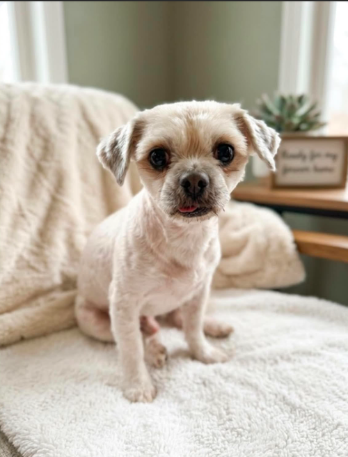 Winston in TX, an adoptable Shih Tzu in Cranston, RI