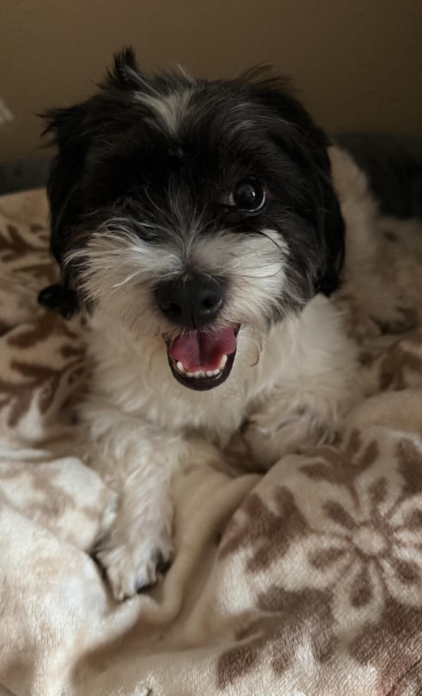 Max in TX, an adoptable Shih Tzu in Cranston, RI