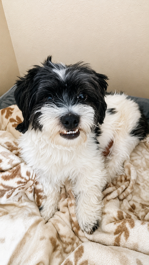 Max in TX, an adoptable Shih Tzu in Cranston, RI