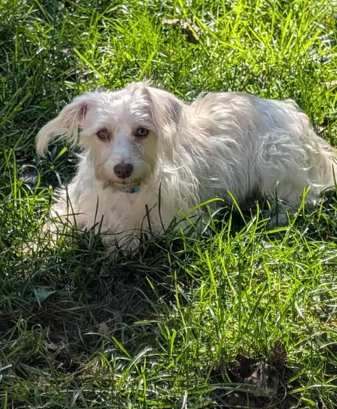 Dash In Ri - Maltese