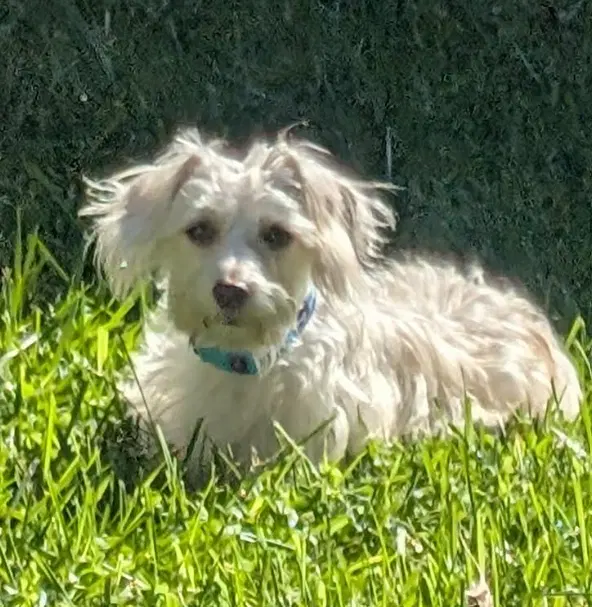 Dash In Ri image 2